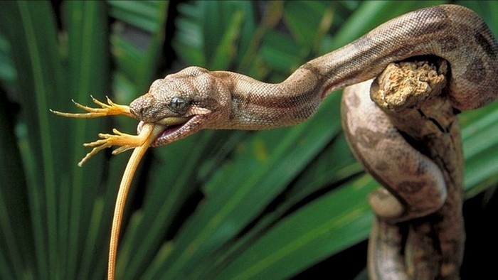 Snake eating a lizard on a branch