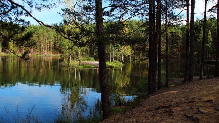 Island in a forest lake