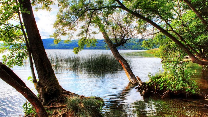 Trees leaning over a calm lake with reeds