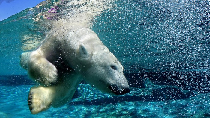 Polar bear swimming underwater with bubbles