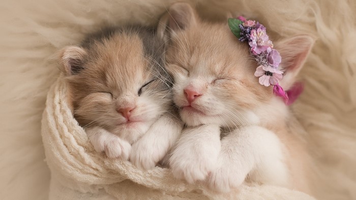 Two cute kittens sleeping together