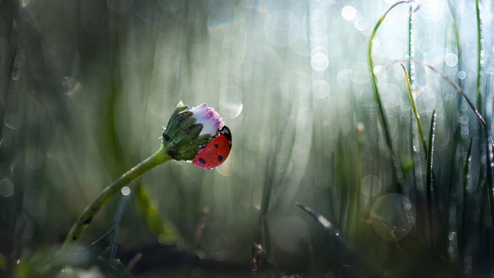 Ladybug on a daisy bud with dew drops