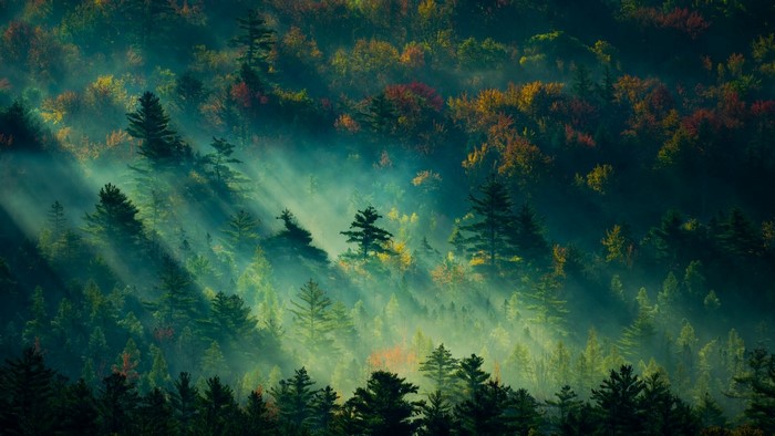 Sunbeams through foggy autumn forest