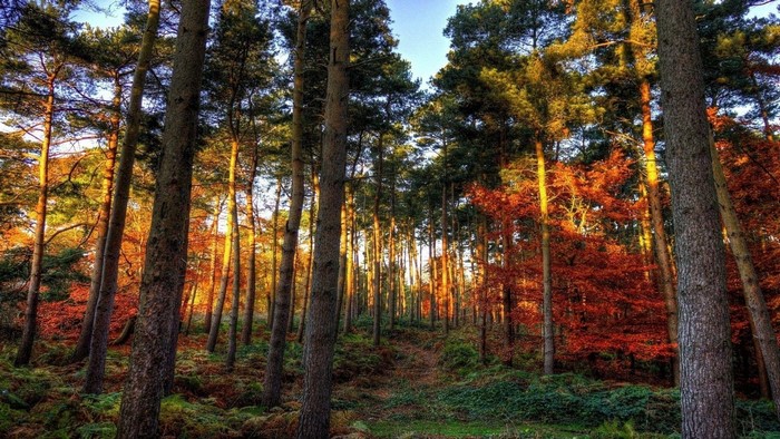 Coniferous forest with autumn foliage and path
