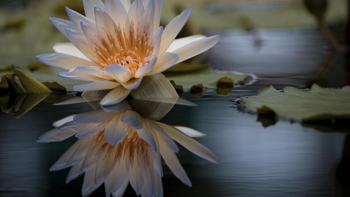 Lily flower reflected in water