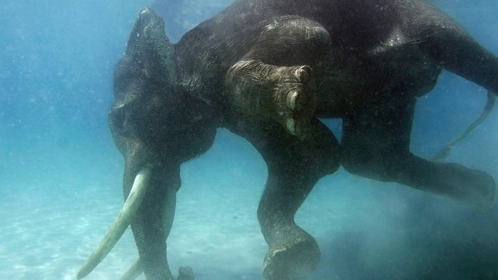 Elephant swimming underwater