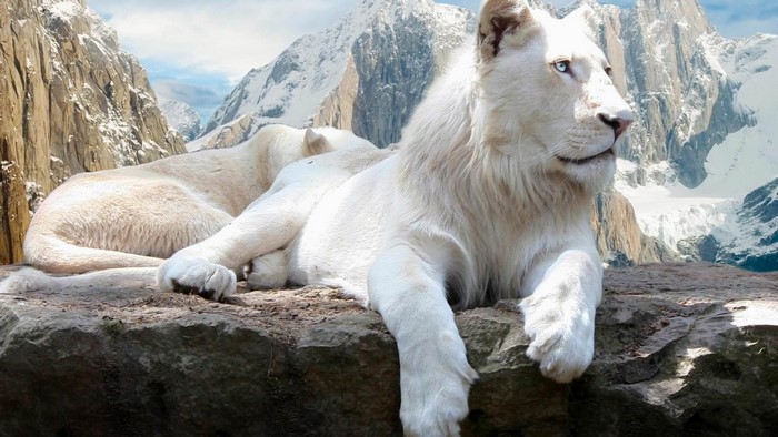 White lions resting on rocks with snowy mountains background