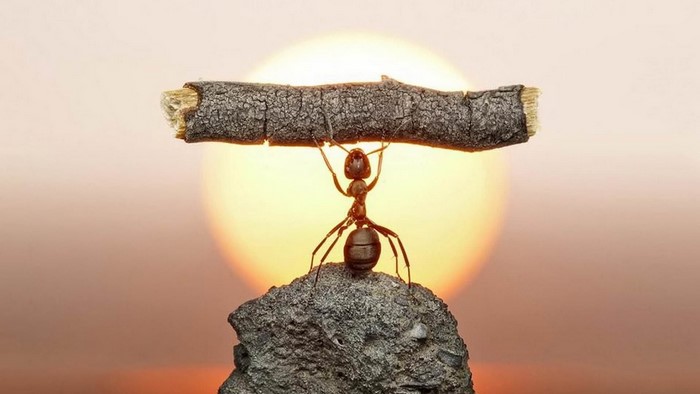 Ant lifting a stick on a rock