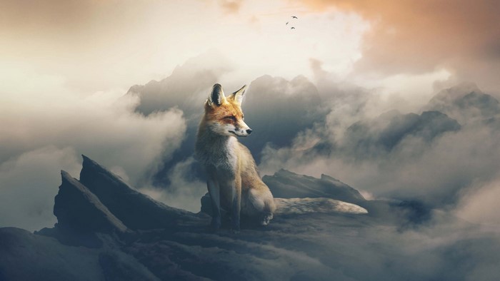 Fox sitting on rocks with clouds and birds