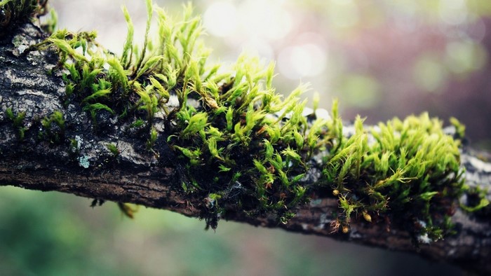 Macro photography of moss on a tree branch