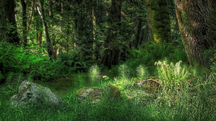 Forest floor with ferns and mossy rocks