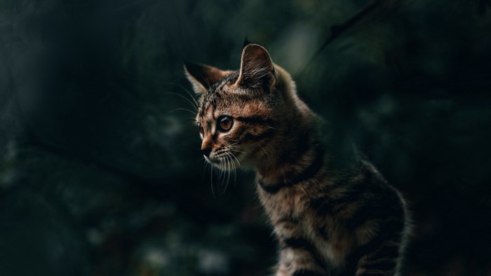 Tabby kitten looking to the left