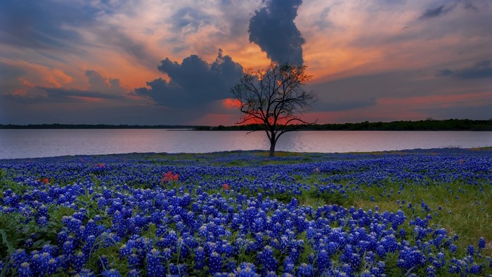 Texas Bluebonnets by a Lake at Sunset
