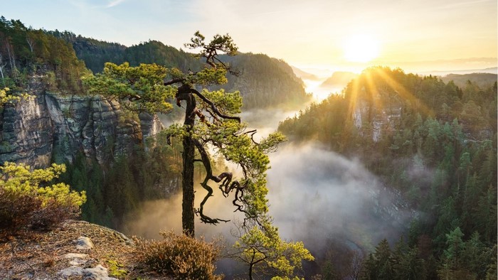 Misty mountain valley at sunrise with pine tree