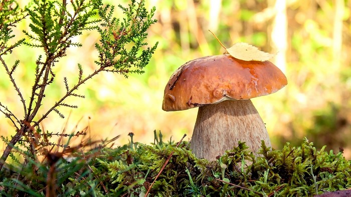 Mushroom with leaf on top in mossy forest