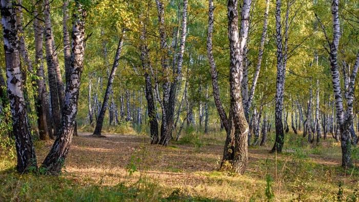 Birch trees in a sunlit forest clearing