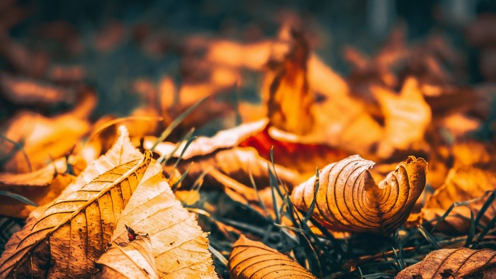 Autumn leaves on the ground