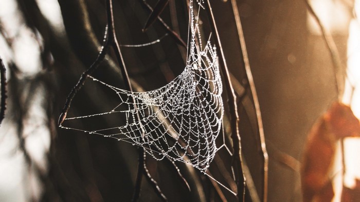 Spiderweb covered in dew drops