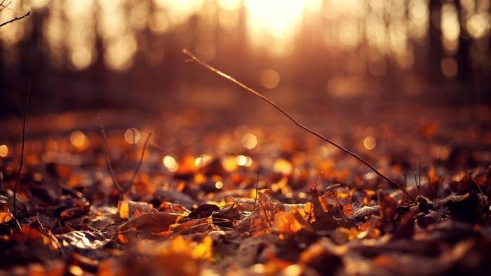 Autumn leaves on the forest floor with sunlight