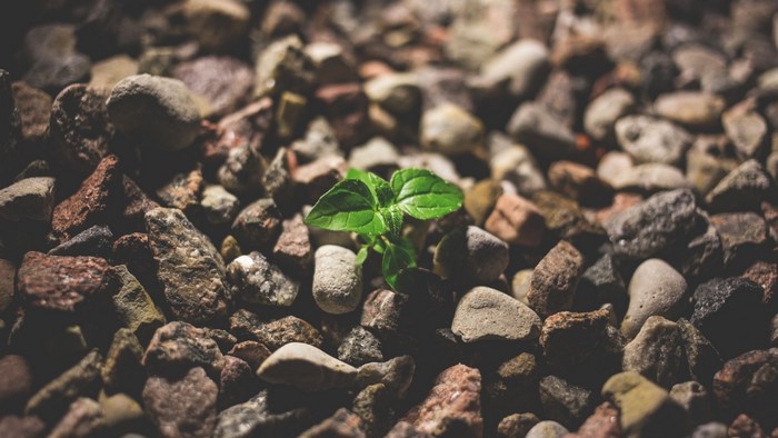 A small green sprout growing from rocks