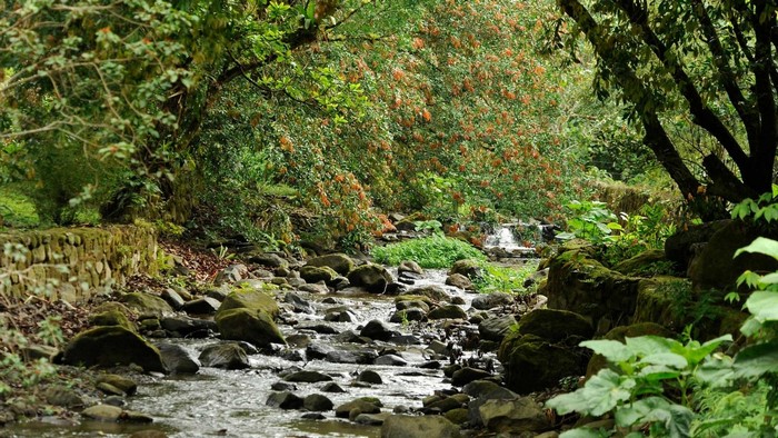 A rocky stream flows through a dense forest with trees and foliage.