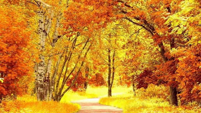 Autumn path with yellow and red trees