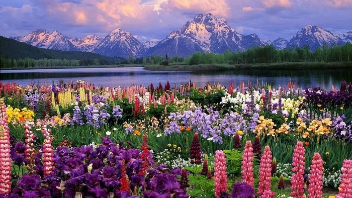 Lupins in front of mountains and lake