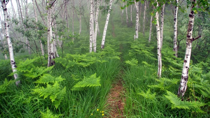 Birch trees and ferns on a foggy path