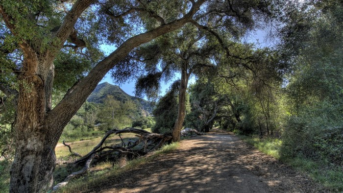 Dirt road under trees with mountain in background