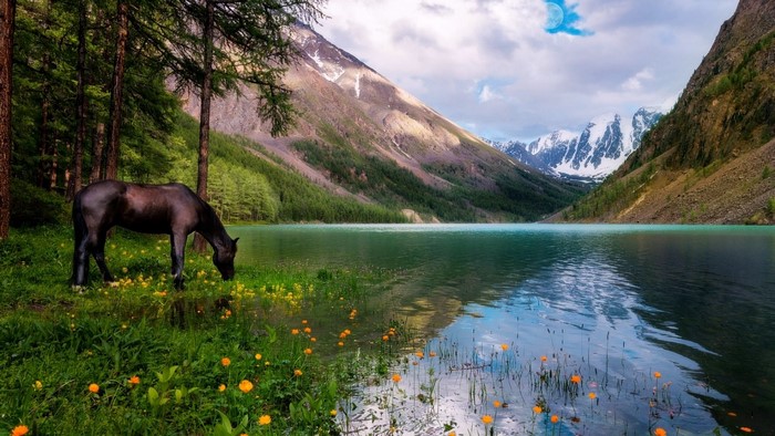Horse grazing by a mountain lake