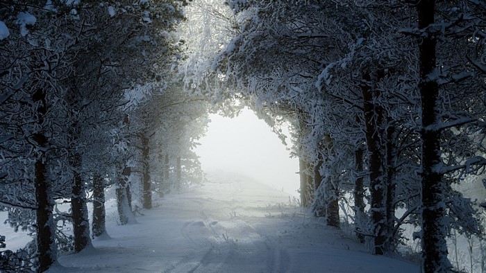Snowy forest path with sunlight filtering through trees