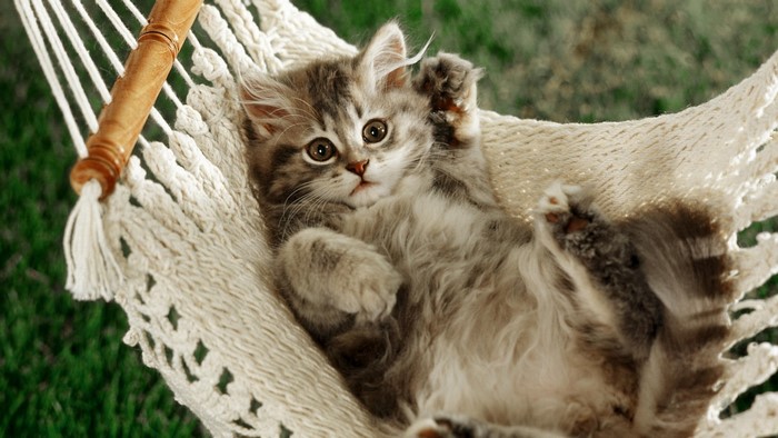 Kitten relaxing in a hammock