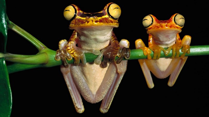 Two big-eyed frogs on a branch