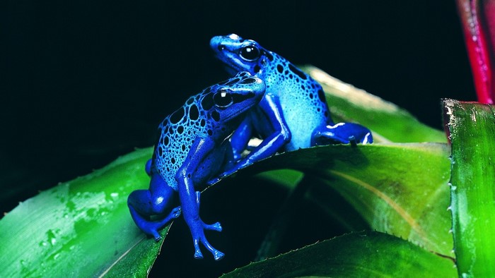 Two blue poison dart frogs on green leaves