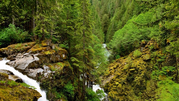 Forest waterfall with mossy rocks and trees