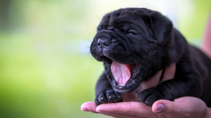 Black puppy yawning in hands