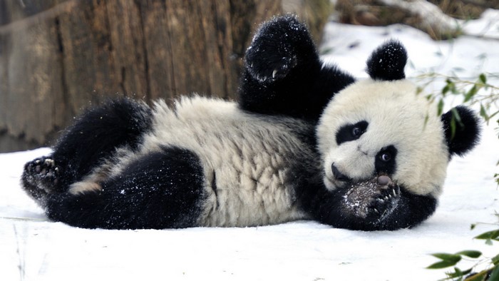 Panda cub lying in the snow