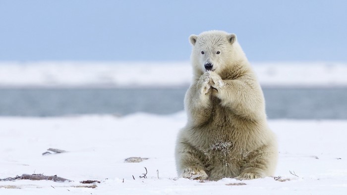 Polar bear sitting in snow