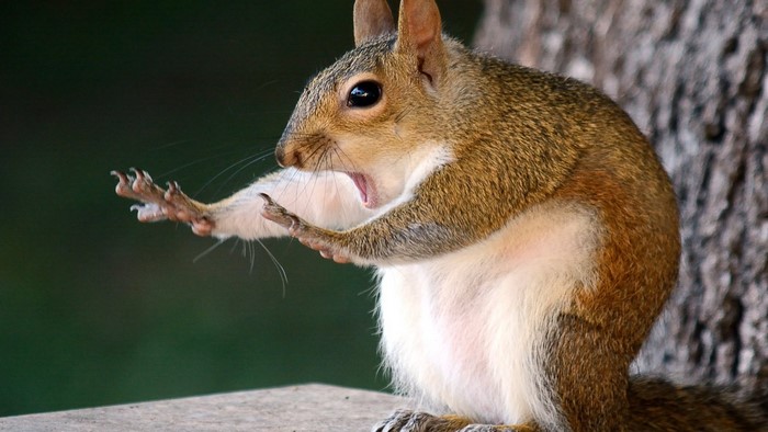 Squirrel with mouth open and paws raised