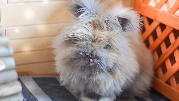Fluffy Angora rabbit with tongue sticking out