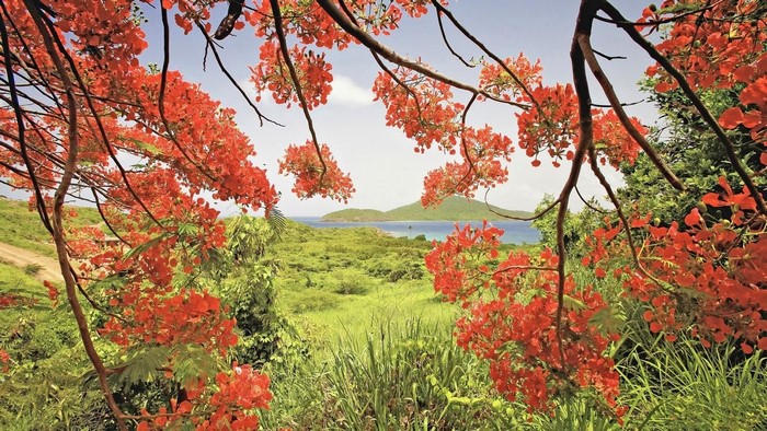 Flowering branches frame a tropical island landscape