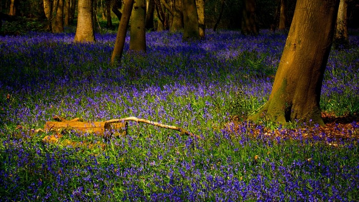 Bluebells carpeting a forest floor