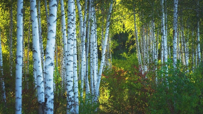 Birch trees in a sunlit forest