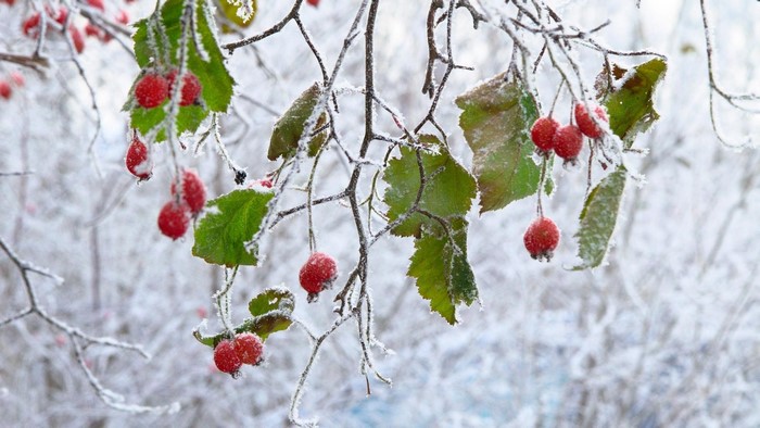 Rosehip berries on a frosty branch in winter
