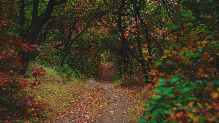 Autumn forest path with fallen leaves