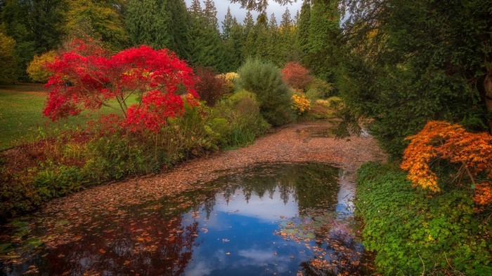 Autumn garden with a pond and colorful trees