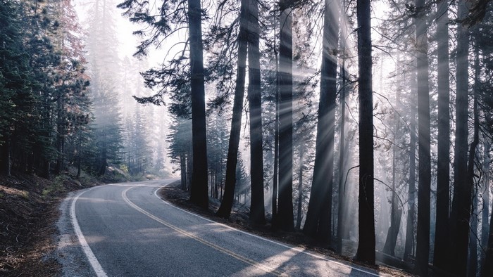 Road through a misty forest with sunbeams
