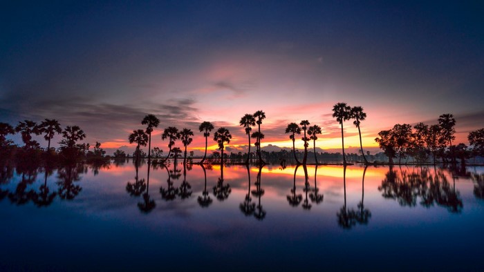 Palm trees reflected in water at sunset