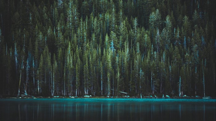 Dark Forest Trees Reflecting in Water