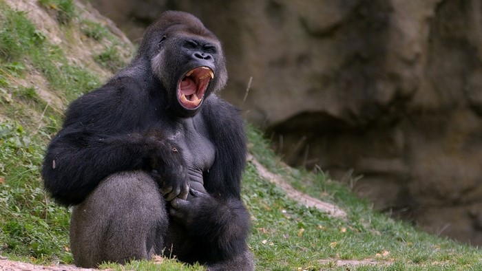Gorilla yawning on grassy hill